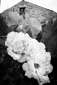 Close-up of rose blooming outdoors