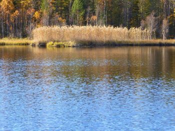 Scenic view of lake in forest during autumn