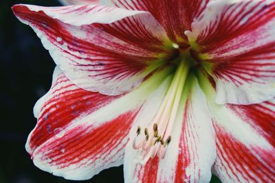 Close-up of flower head