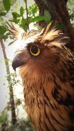 Close-up of bird on tree