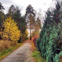 Footpath amidst trees in park