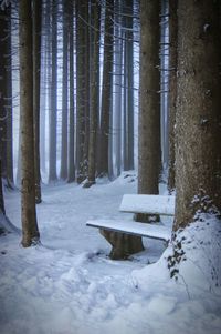 Snow covered trees in forest