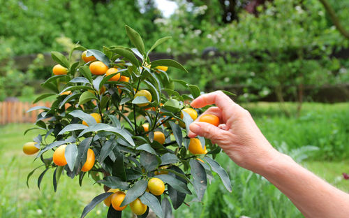 Cropped image of hand holding fruit growing on tree