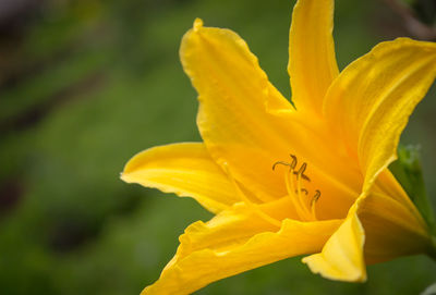 Close-up of yellow flowering plant