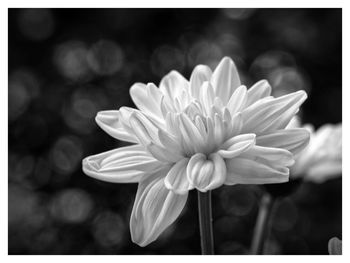 Close-up of flower blooming outdoors