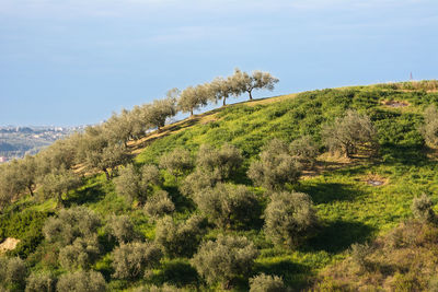 Plants growing on land against sky