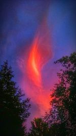 Trees against sky at night