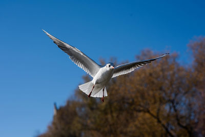 Low angle view of bird flying against clear blue sky