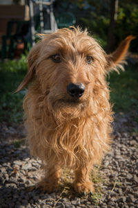 Close-up portrait of a dog