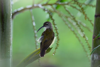 Close-up of bird perching on branch