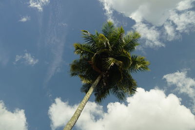 Low angle view of palm tree against sky