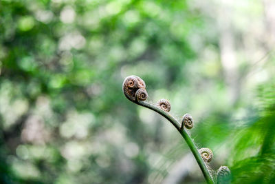 Close-up of fern growing in forest