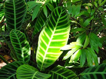 Close-up of fresh green leaves