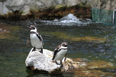 Birds perching on rock in lake