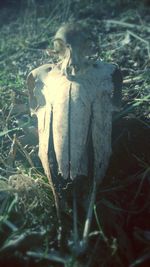 Close-up of plant growing in field