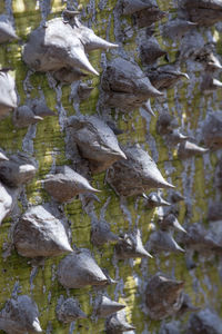 Close-up of snow on rock