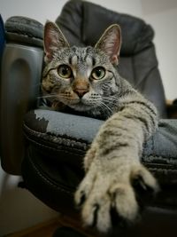 Close-up portrait of cat sitting