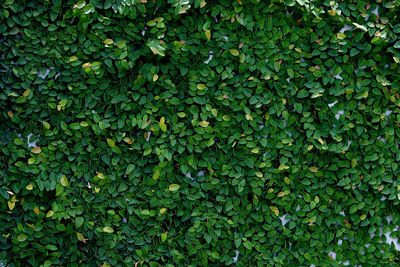 Full frame shot of ivy growing on plant