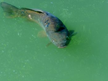 Close up of turtle swimming in pond