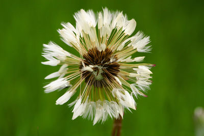Close-up of white flowers