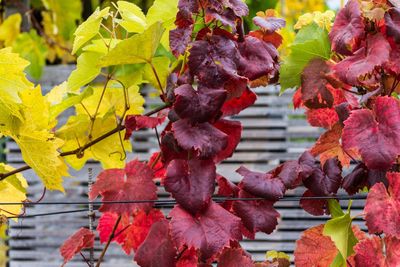 Close-up of red leaves on plant