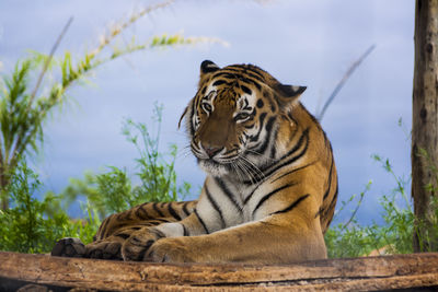 Close-up of tiger against sky