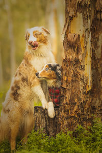 View of dog on tree trunk