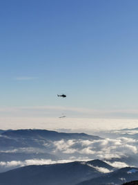 Bird flying in sky