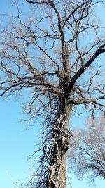 Low angle view of bare tree against clear blue sky