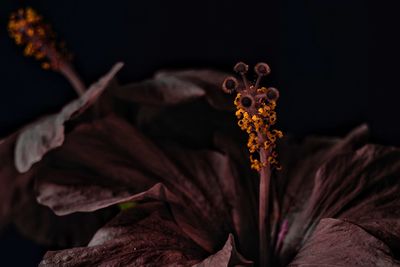 Close-up of wilted flower at night