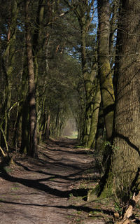 Footpath amidst trees in forest