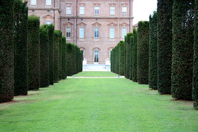 Footpath amidst plants in lawn