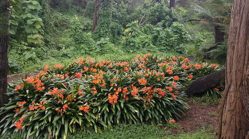 Red flowers growing on tree