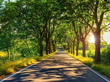 Road amidst trees in forest