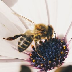 Close-up of bee pollinating on flower