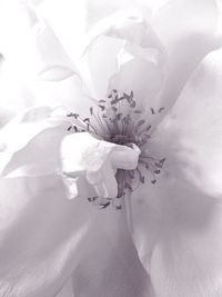 Close-up of flowers