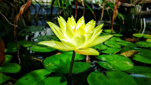 Close-up of lotus water lily in pond