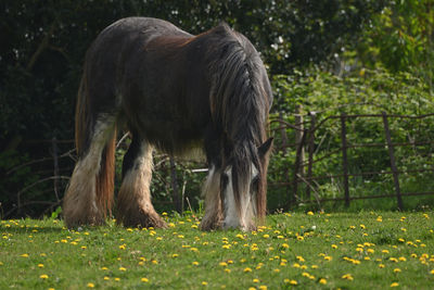 Horse grazing in a field