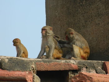 Low angle view of monkey sitting on retaining wall against sky