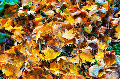 Full frame shot of tree during autumn