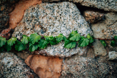 Close-up of plant growing on rock