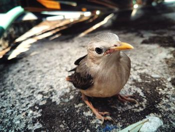 Close-up of a bird