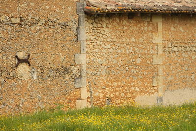 Close-up of grass