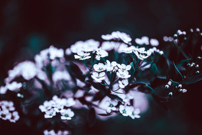 Close-up of white flowering plant