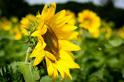 Close-up of yellow flowers blooming outdoors