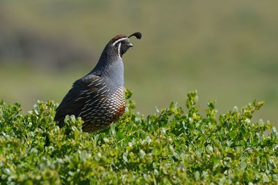 Close-up of a bird on field