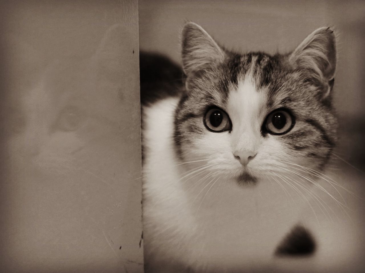 CLOSE-UP PORTRAIT OF CAT BY WINDOW