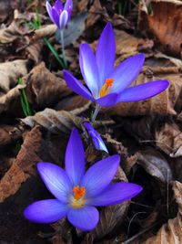 Close-up of purple crocus flowers growing in field