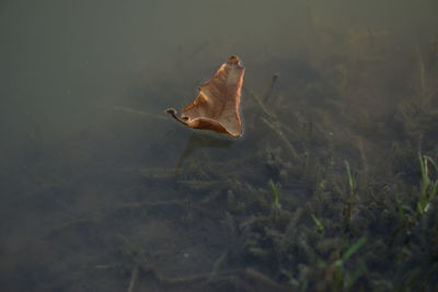 Dry leaf floating on water