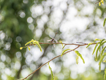 Low angle view of plant